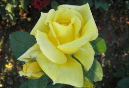 Rosa 'Landora' - vrtnica
