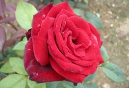 Rosa 'Barcarolle' - vrtnica