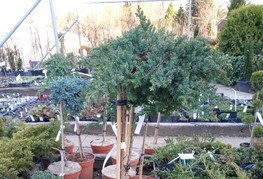Juniperus procumbens 'Nana' - brin (cepljen)
