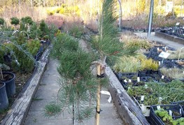 Pinus densiflora 'Pendula' - povešavi japonski rdeči bor (cepljen)