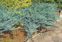 Juniperus horizontalis 'Blue Chip' - brin