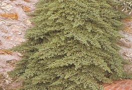 Juniperus procumbens 'Nana' - brin