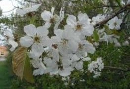 Prunus avium - divja češnja