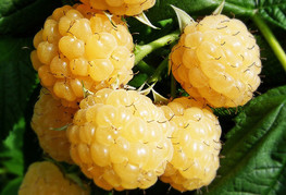 Rubus idaeus 'Alpengold' - rumena malina