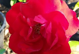 Rosa 'Lilli Marleen' - vrtnica