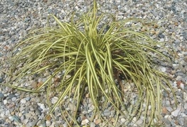 Carex oshimensis 'Evergold' - šaš