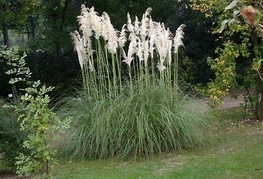 Cortaderia selloana - pampaška trava
