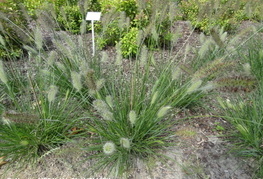Pennisetum alopecuroides 'Little Bunny' - perjanka