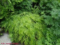 Adiantum venustum (Venerini laski)