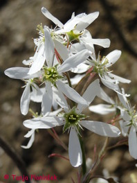 Amelanchier lamarckii