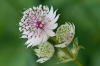 Astrantia major