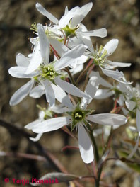 Bakrena šmarna hrušica (Amelanchier lamarckii)