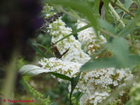 Belo cvetoč metuljnik (Buddleja davidii 'White Ball')