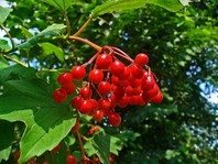 Brogovita (Viburnum opulus) je, poleg tega da plodovi predstavljajo hrano živalim, tudi priljubljena okrasna rastlina