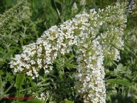Buddleja davidii 'White Ball'