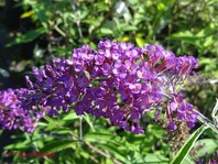 Buddleja davidii