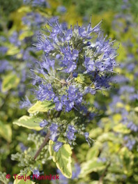 Caryopteris clandonensis 'Summer Sorbet'
