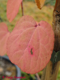 Cercidiphyllum japonicum