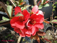 Chaenomeles japonica