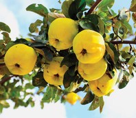 Chaenomeles japonica (sadež)