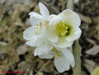 Chaenomeles speciosa 'Nivalis'