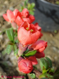 Chaenomeles x superba 'Nicoline'