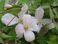 Clematis montana