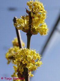 Cornus mas