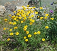 Cota tinctoria
