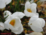 Crocus sp.