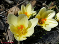 Crocus sp.