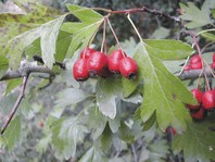 Plodovi enoratnega gloga (Crataegus monogyna) predstavljajo pomemben vir hrane za ptiče