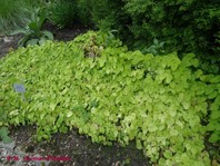 Epimedium perralderianum (lipica)