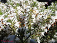 Erica carnea
