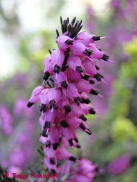 Erica carnea