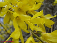 Forsythia x intermedia