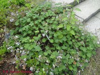 Geranium renardii (krvomočnica)
