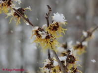 Hamamelis x intermedia