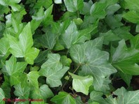Hedera helix 'Shamrock' (bršljan)