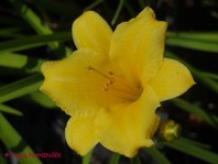Hemerocallis 'Stella d'Oro'