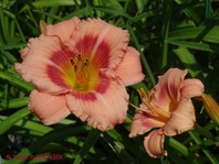 Hemerocallis 'Strawberry Candy'