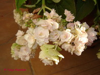 Hydrangea invulucrata (hortenzija)