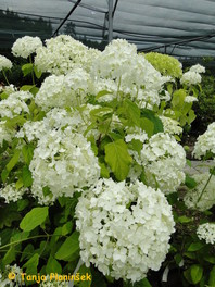 Hydrangea arborescens 'Annabelle'