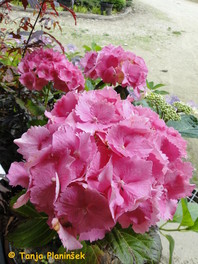 Hydrangea macrophylla