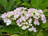 H. macrophylla 'Ayesha'