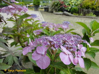 H. macrophylla 'Bluebird'