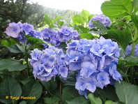 Hydrangea macrophylla (modri cvet)
