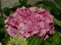 Hydrangea macrophylla (hortenzija)