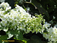 Hydrange quercifolia