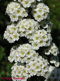 Japonska grmaska medvejka (Spiraea niponica 'Snowmound')